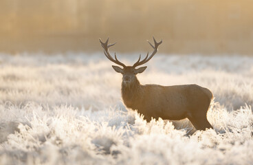Naklejka na ściany i meble Red deer stag standing on a frosted grass in winter