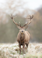 Naklejka na ściany i meble Red deer stag standing on a frosted grass in winter