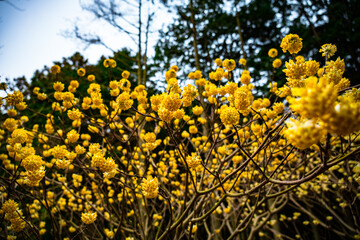 西方寺のミツマタ