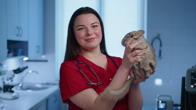 Veterinarian examinating a chinchilla in a veterinary clinic. Female veterinarian holding a cute gray chinchilla in her hands. High quality 4k footage