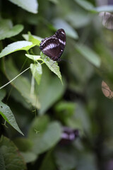 butterfly on a leaf