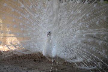 peacock with feathers