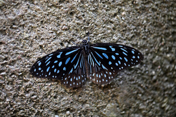 butterfly on the ground