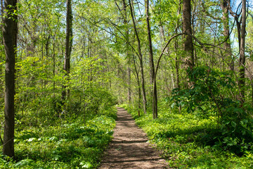 Fototapeta na wymiar Path in green woods