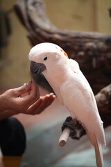 feeding a white parrot
