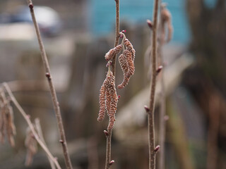 Male flowers on hazelnut branches