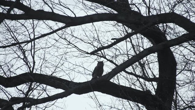 Flaco The Famous NYC Owl Flying Toward Camera While Leaving For Nightly Hunt In Central Park