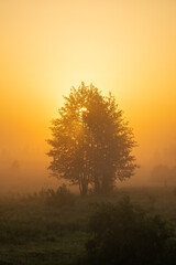 Obraz premium tree in the fog