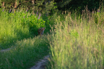 fox in the forest