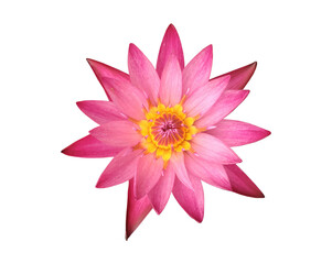 Isolated pink tropical lotus or waterlily flower with clipping paths.