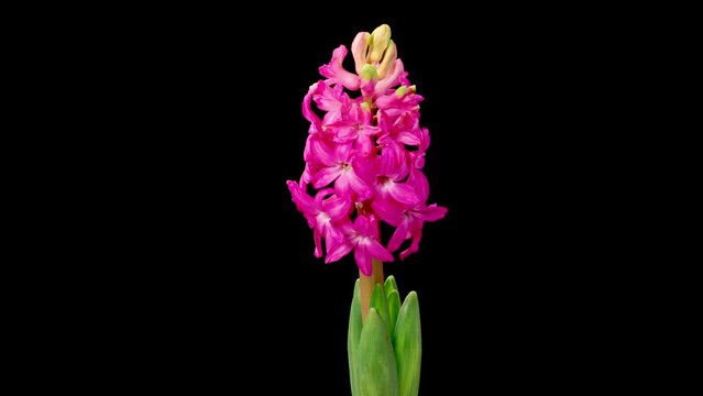 Hyacinth Blossoms. Pink Hyacinth Flower Blooming on Black Background. Time Lapse. 4K. 