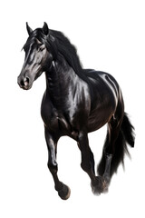 Fototapeta na wymiar an equestrian-themed photographic illustration of a black stallion horse rearing and running on a transparent background in PNG. T-shirt design. Generative AI