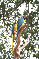 bird on a tree