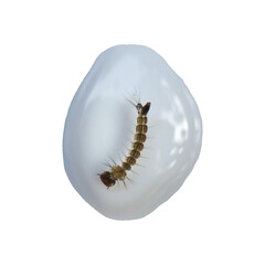 Mosqiuto Larva isolated on white background