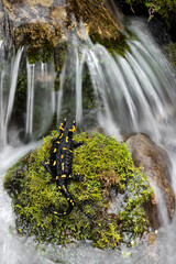 Fine art portrait of fire salamander with flowing water (Salamandra salamandra)