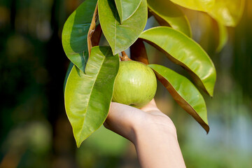 The star apple fruit is a native plant. The face is glossy, dark green, the back is red, shiny, spherical fruit, there are green varieties. Yellow and purple-red, sweet aroma. eat fresh fruit.