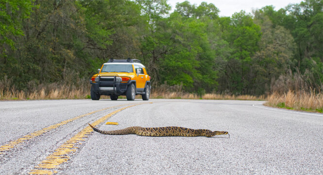 Beautiful rattlesnake crossing busy road with traffic on pavement or asphalt road.  Eastern Diamondback - adamanteus crotalus - long rattle and tongue out