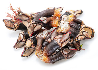 Raw goose barnacles close up isolated on white background.