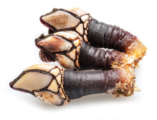 Raw goose barnacles close up isolated on white background.