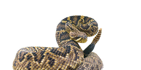 the king of all rattlesnake in the world, Eastern Diamondback rattler - Crotalus Adamanteus - in strike pose facing camera. isolated cutout on white background. 9 rattles and one button - obrazy, fototapety, plakaty