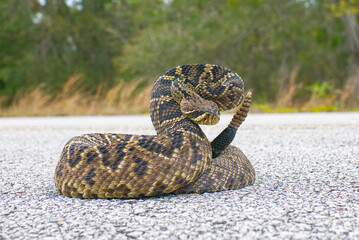 the king of all rattlesnake in the world, Eastern Diamondback rattler - Crotalus Adamanteus - in strike pose facing camera. 9 rattles and one button