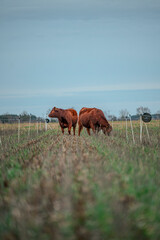 Naklejka premium Rote Angus Rinder auf grüner Weide