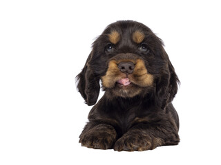 Adorable choc and tan English Coclerspaniel dog puppy, laying down facing front. Sticking out tongue. Looking towards camera, isolated cutout on a transparent background.