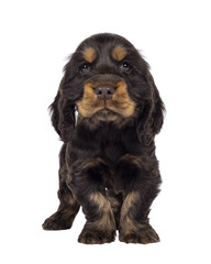 Adorable choc and tan English Coclerspaniel dog puppy, standing up facing front. Looking towards camera, isolated cutout on a transparent background.