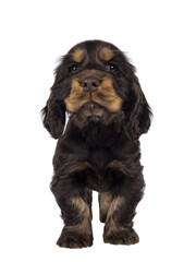 Adorable choc and tan English Coclerspaniel dog puppy, standing up facing front. Looking towards camera, isolated cutout on a transparent background.