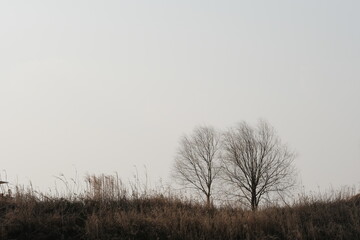 Obraz na płótnie Canvas tree in fog