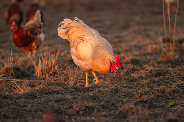 Ein stolzer Hahn beim Picken in der Abendsonne