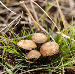 Mushroom hunting on the sand dunes is a thrilling adventure that requires both skill and patience. As you traverse the shifting terrain, your eyes scan the ground for any sign of these elusive fungi.