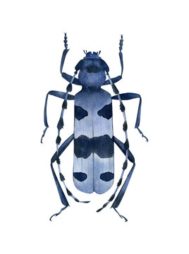 Rosalia longicorn. Alpine longhorn beetle illustration. Hand drawn blue bug with antennae. Coleoptera collection. Cerambycidae. Rosalia alpina. Insect