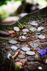 Coins in a tree trunk