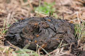 Kuhfladen mit roten Dungfliegen