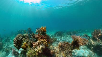 Fototapeta premium Colourful tropical coral reef. Scene reef. Marine life sea world. Philippines.