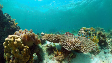 Naklejka na ściany i meble Tropical fishes and coral reef, underwater footage. Seascape under water. Philippines.