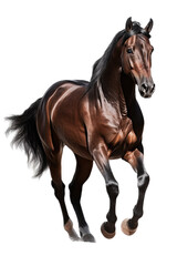 Naklejka na ściany i meble an equestrian-themed photographic illustration of a warm-blood brown draft horse rearing and running on a transparent background in PNG. T-shirt design. Generative AI