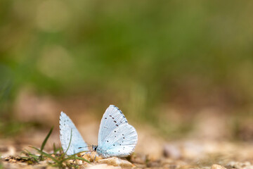 A beautiful very small butterfly with light blue colors. Celastrina argiolus.
