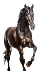 Fototapeta na wymiar an equestrian-themed photographic illustration of a warm-blood brown draft horse rearing and running on a transparent background in PNG. T-shirt design. Generative AI