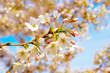 a blooming brunch of a plum tree
