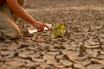 Man watering green tree after planting on dry land metaphor climate change solution, Sustainability and Save the world. - obrazy, fototapety, plakaty