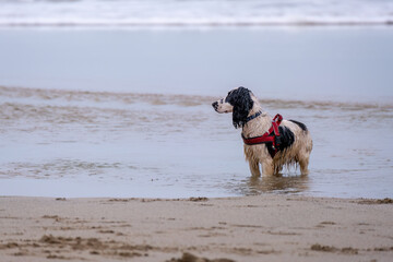 dog having fun on the beach 