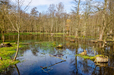 Clearing in a forest, largely covered with shallow ponds in which the trees reflect, on a sunny day in spring near Santpoort, The Netherlands