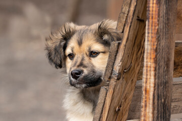 Puppy on a bench.A funny fluffy puppy rests on a wooden bench in the park.Walk with the dog.