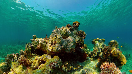 Naklejka na ściany i meble Beautiful underwater landscape with tropical fish and corals. Hard and soft corals, underwater landscape. Travel vacation concept. Philippines.