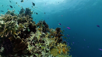 Fototapeta na wymiar Beautiful underwater world with coral reef and tropical fishes. Philippines. Travel vacation concept