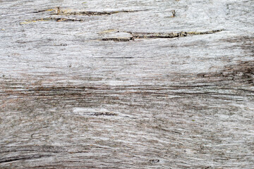 Naklejka na ściany i meble Tree trunk bark, background texture.