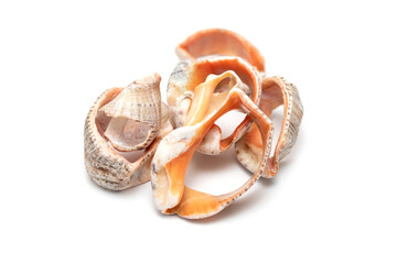 sea shells clam pink mother-of-pearl on a white background