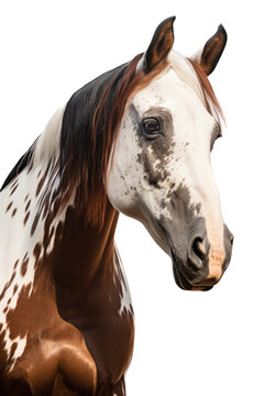 an equestrian-themed photographic illustration of a painted pinto horse pony on a transparent background in PNG. T-shirt design. Generative AI